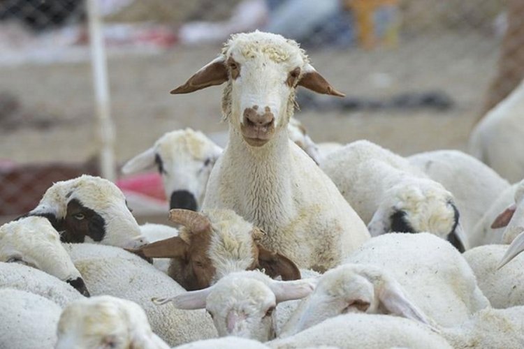 Bakanlıktan Katar'a k&uuml;&ccedil;&uuml;kbaş hayvan ihracatı iddiasına yanıt