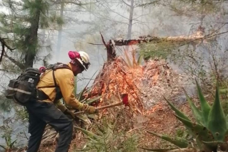 Meksika ormanları yanmaya devam ediyor
