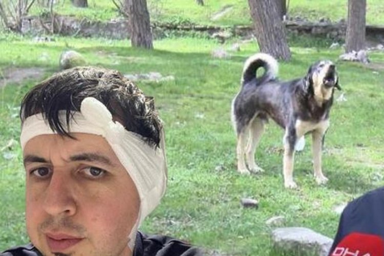 İstanbul'da sokak k&ouml;peklerinin saldırısına uğradı