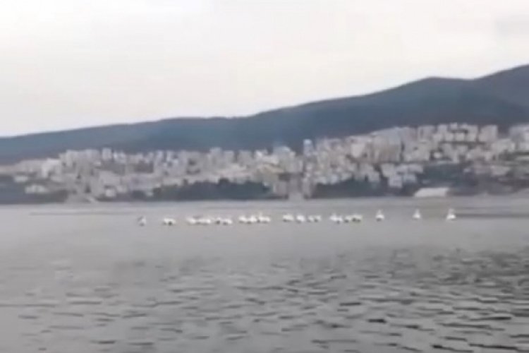 Bursa'da pelikan s&uuml;r&uuml;s&uuml; kameralarda