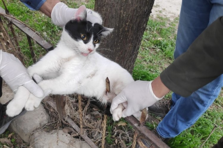 Bursa'da demire saplanan kedi kurtarıldı
