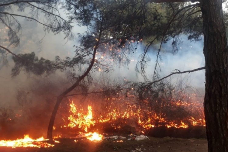 Balıkesir'de &ccedil;ıkan orman yangını s&ouml;nd&uuml;r&uuml;ld&uuml;
