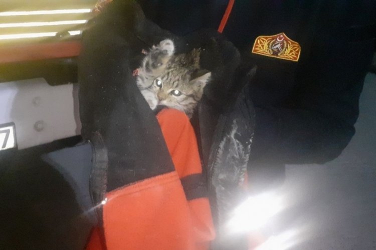 Ara&ccedil;ta sıkışan yavru kedi, itfaiye tarafından kurtarıldı