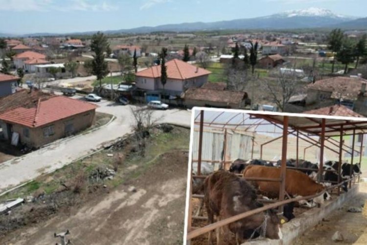 7 mahalleyi şap hastalığı karantinaya aldırdı