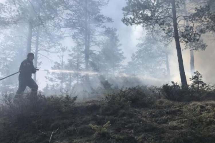 Kastamonu'da orman yangını