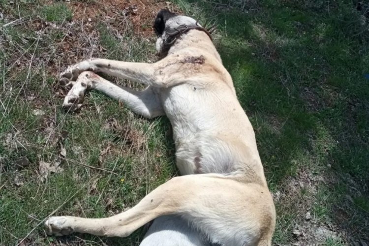 &Ccedil;oban k&ouml;peğini tabancayla telef ettiler