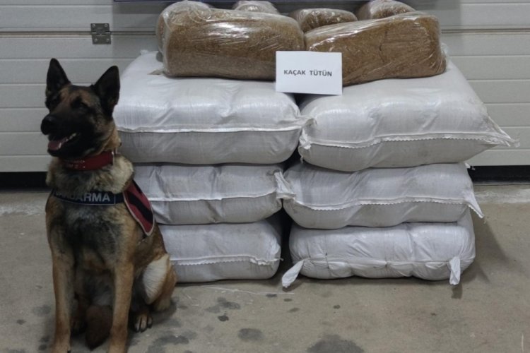 Tam 252 kilo... Otob&uuml;ste ele ge&ccedil;irildi