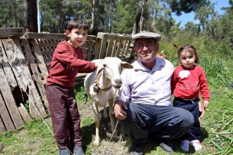 Koyun kırkmadan g&uuml;nl&uuml;k kazancı 2 bin lira!
