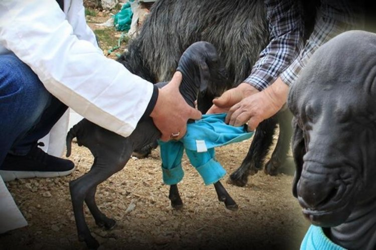 Ke&ccedil;i yavrusunun neden t&uuml;ys&uuml;z olduğu ortaya &ccedil;ıktı