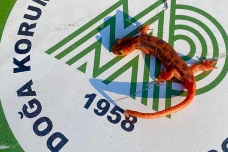 Koruma altındaki 'kara semenderi' ka&ccedil;ak&ccedil;ısına ceza