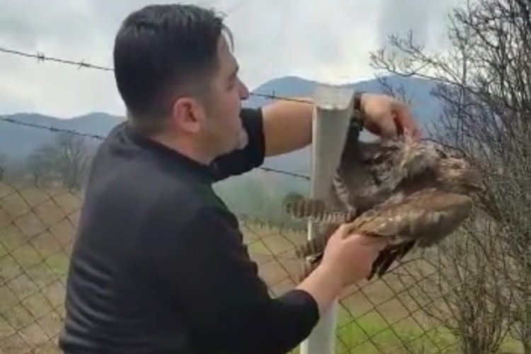 Bursa'da mahsur kalan şahin kurtarıldı