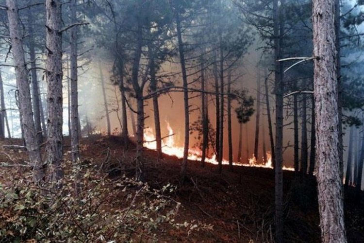 İzmir'de korkutan orman yangını