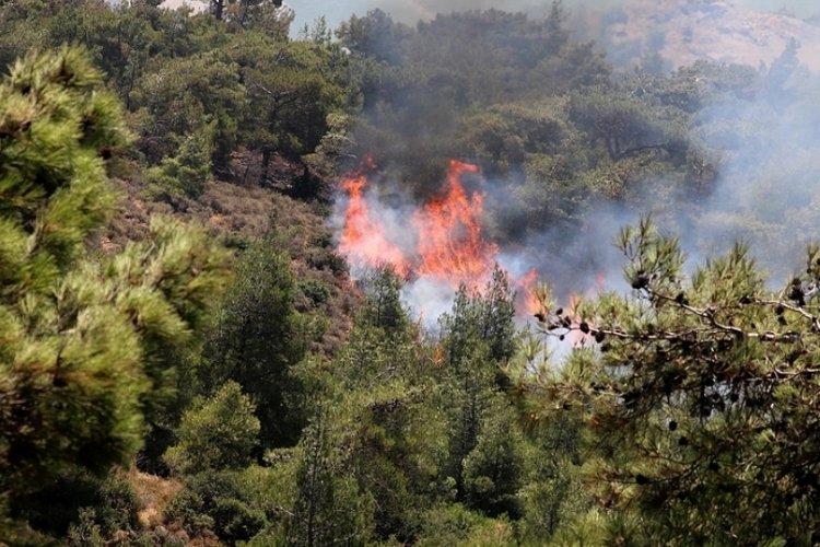 Tutuklanan sanık 'para karşılığı orman yak' talimatı almış