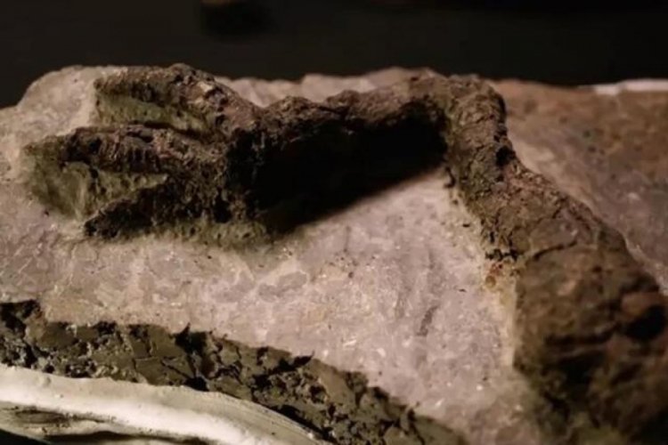 ABD'de dinozor fosili bulundu