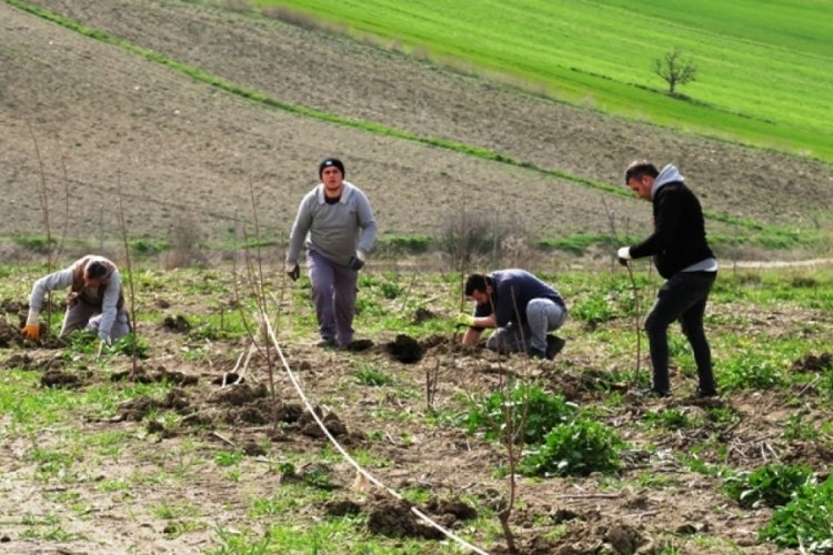 Bursa'da 45 dekarlık alan meyve fidanlarıyla donatıldı