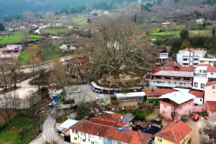 Bursa'nın simgesi "İnkaya &Ccedil;ınarı" &ouml;zel bakımla korunuyor
