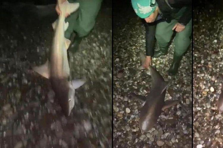 Yakaladıkları k&ouml;pek balığını 'L&uuml;tfen bir daha gelme' diyerek saldılar