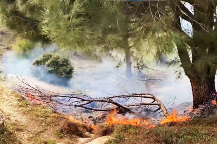 Muğla'da orman yangını