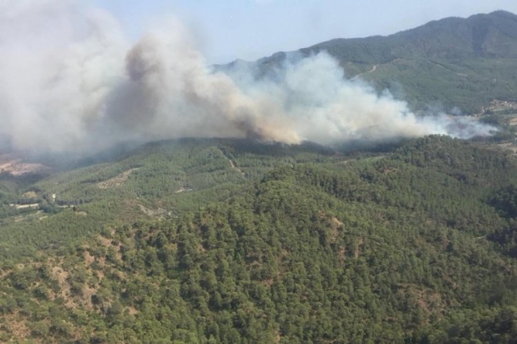 Muğla Dalaman'da orman vurgunu