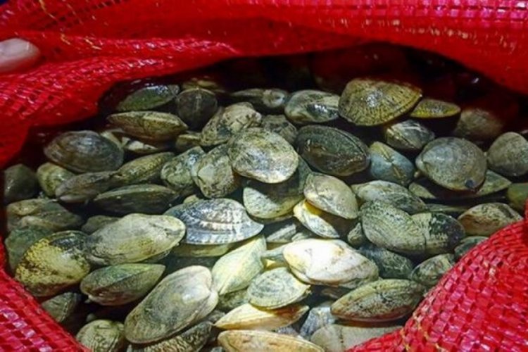 Yunanistan'a g&ouml;t&uuml;r&uuml;lmek istenen  ka&ccedil;ak midyeler ele ge&ccedil;irildi