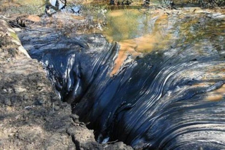 Edirne'de zift kaplı tarlaları elleriyle temizliyorlar