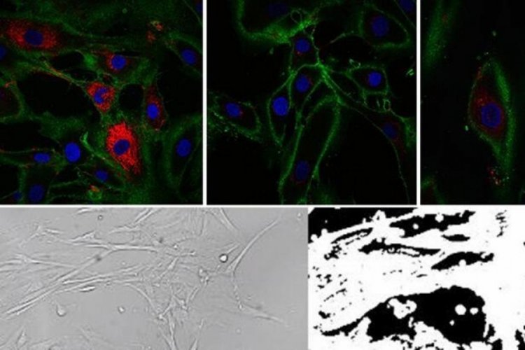 Bilim insanları, cilt h&uuml;crelerini 30 yıl gen&ccedil;leştirdi