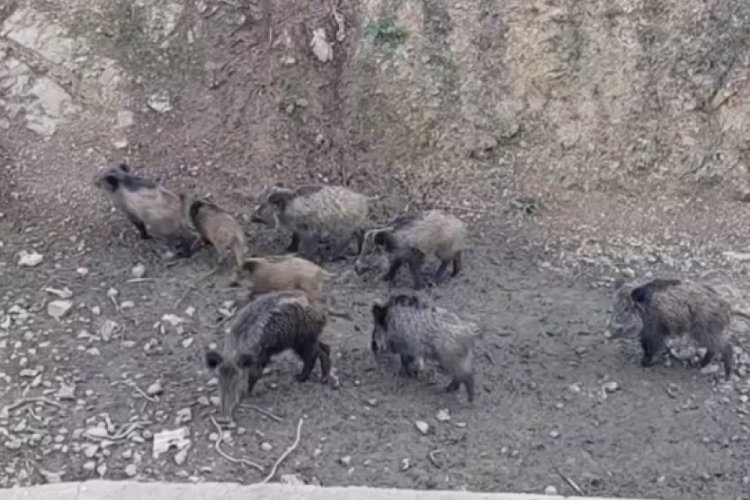 İstanbul'da domuzlar şehre indi