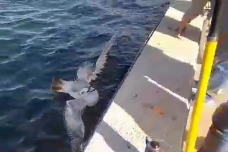 Bursa'da oltaya takılan martıyı balık&ccedil;ılar kurtardı