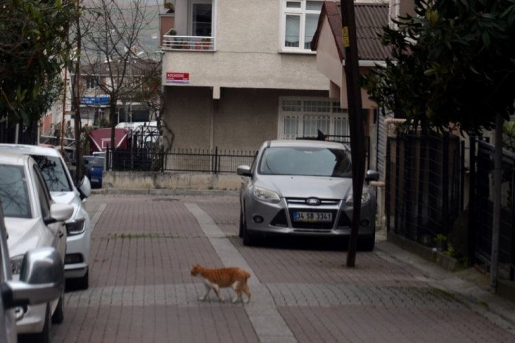 Yolun ortasındaki direk g&ouml;renleri şaşkına &ccedil;eviriyor