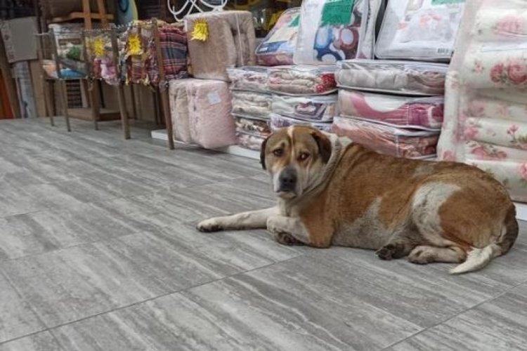 Uyuyan k&ouml;peğe defalarca acımadan vurdu