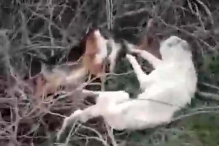 Sakarya'da sokak k&ouml;pekleri &ouml;l&uuml; bulundu