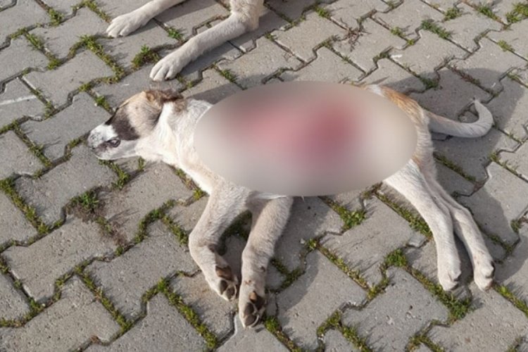 Yavru k&ouml;pek derisi y&uuml;z&uuml;lm&uuml;ş halde &ouml;l&uuml; bulundu