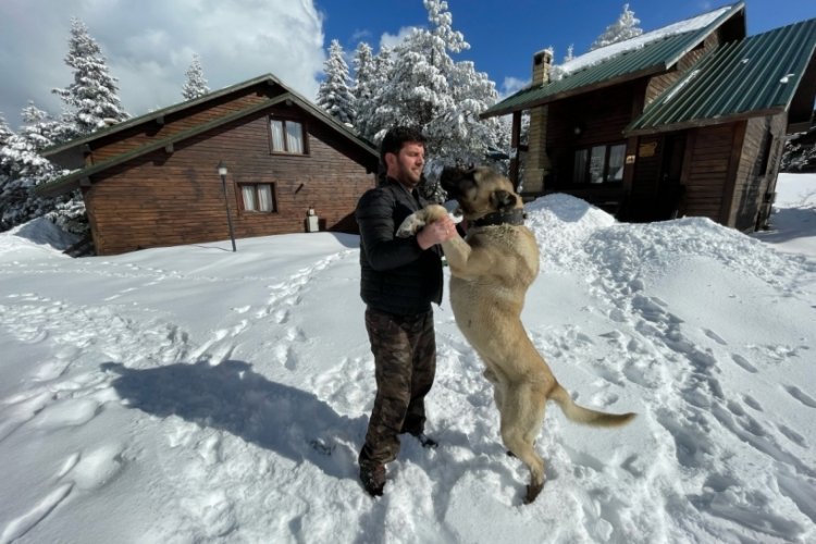 Bursa'da ayı ve k&ouml;peğin boğuşması g&ouml;renleri şaşırttı