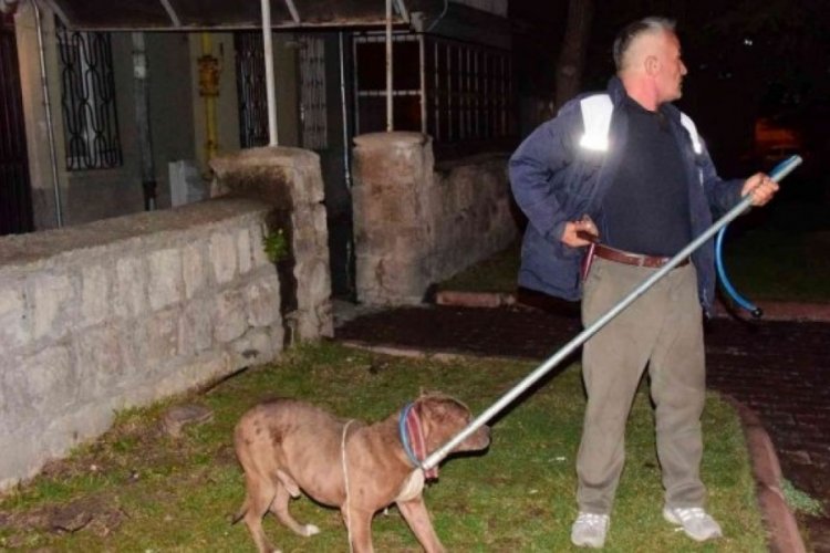 Pitbull cinsi k&ouml;pek, evcil k&ouml;peklere saldırdı