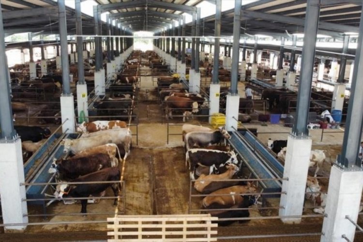 Bursa'da Kurban Bayramı hazırlıkları başladı