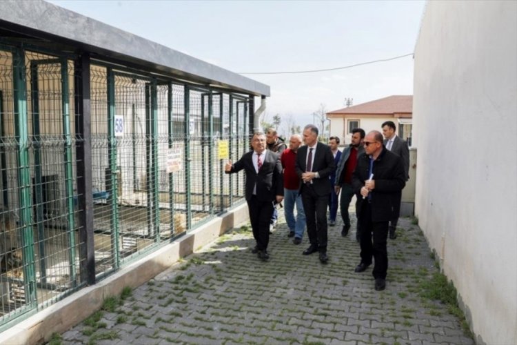 Bursa İneg&ouml;l'de sahipsiz hayvan kalmayacak
