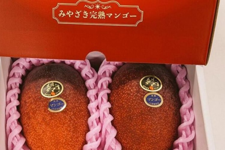 Japonya'da yetiştirilen iki mango 58 bin 300 TL'ye  satıldı