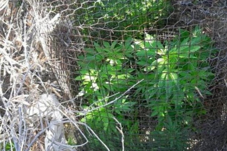 Evinin &ccedil;evresini uyuşturucu bah&ccedil;esine &ccedil;eviren şahıs tutuklandı