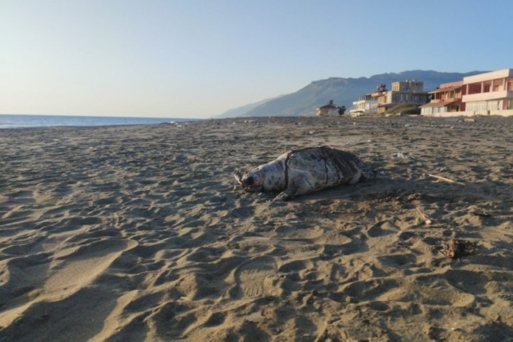 Hatay sahilinde &ouml;l&uuml; caretta caretta bulundu
