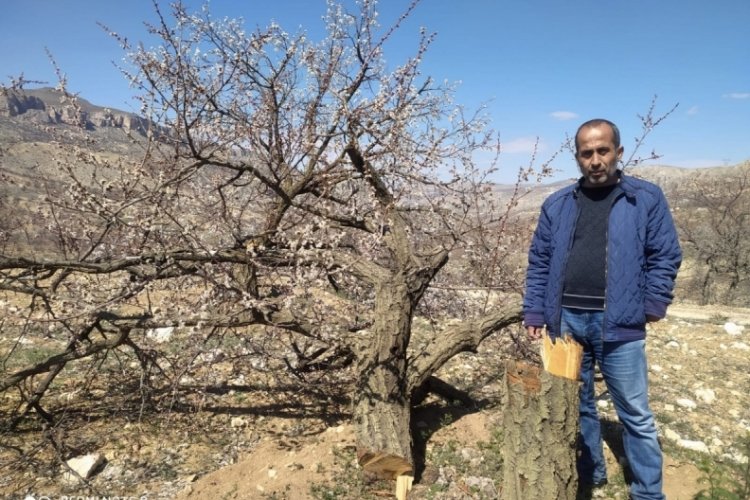 Kimliği belirsiz kişiler kayısı ağa&ccedil;larına zarar verdi