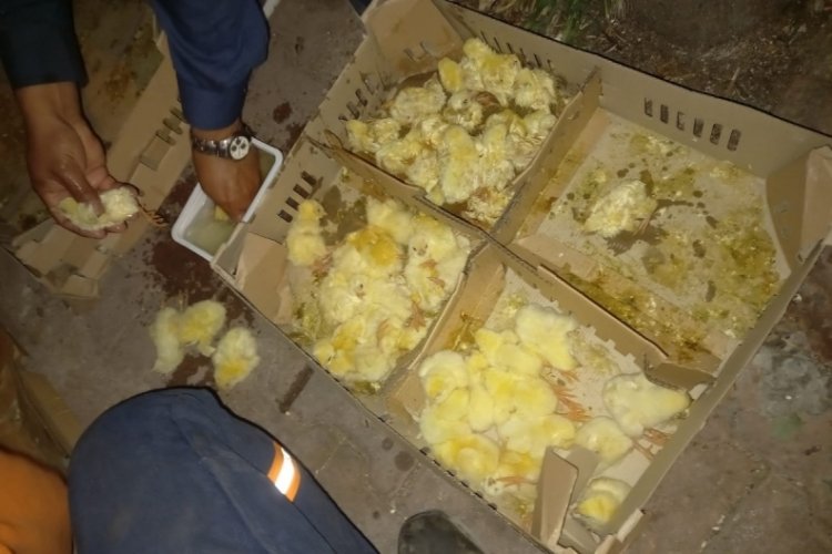 200'ye yakın civciv çöpe atılmış halde bulundu - Bursada Bugün - Bursa  bursa haber bursa haberi bursa haberleri Bursa