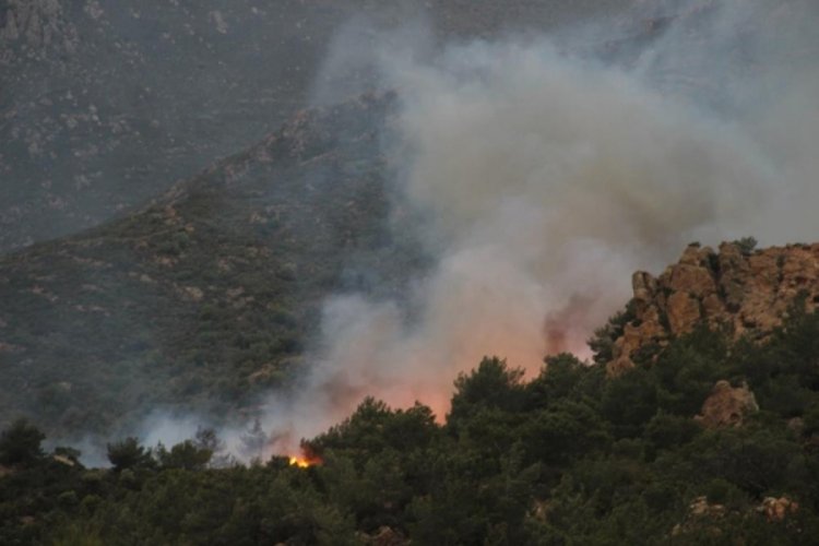 Bodrum'da orman yangını