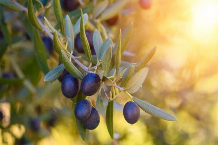 Zeytin ihracatı rekora gidiyor