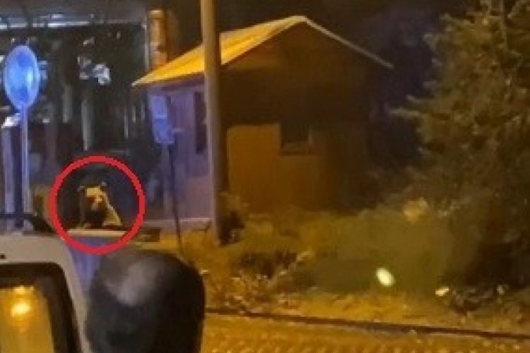Uludağ'da g&uuml;n&uuml;birlik&ccedil;i tatilcilerin ayı paniği