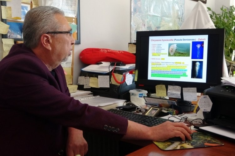 Zehirli denizanaları g&ouml;r&uuml;ld&uuml;