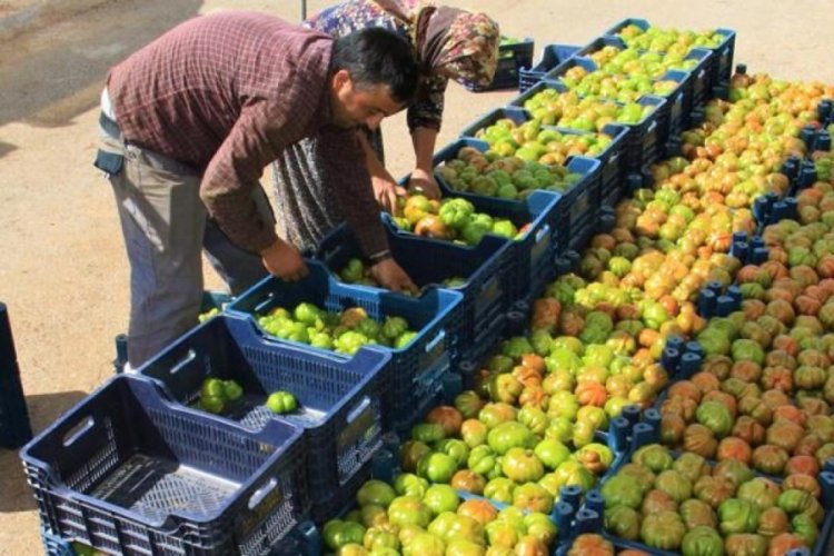 Mersin'de &ouml;rt&uuml; altında k&ouml;y domatesinde hasat başladı