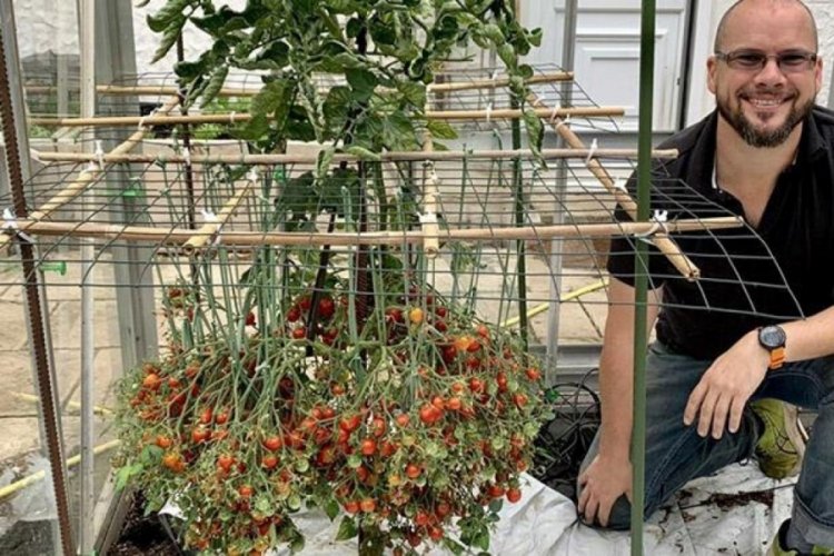 Tek bir g&ouml;vdeden 1269 adet domates yetiştirerek rekor kırdı