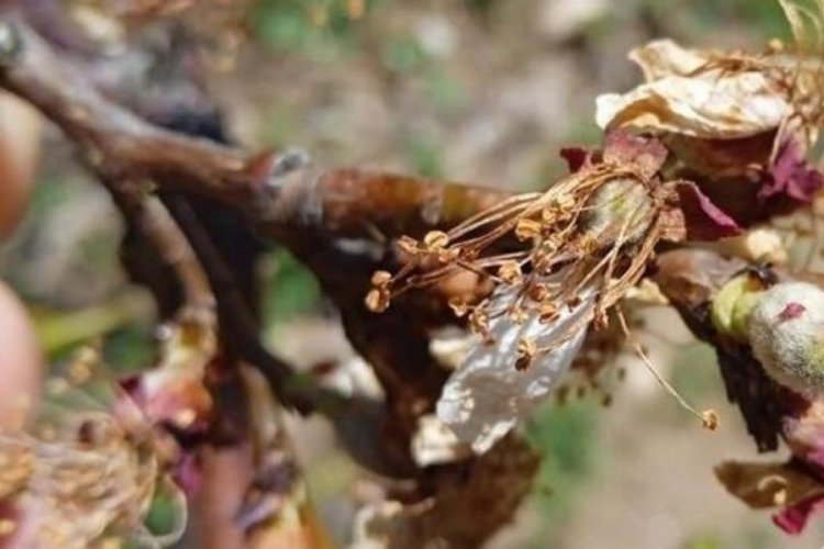 Malatya'da kayısı bah&ccedil;elerinde 'don' hasarı