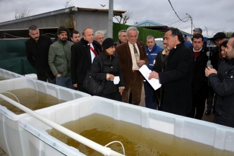 Alg &ccedil;oğalması ile balık &ouml;l&uuml;mleri g&ouml;r&uuml;l&uuml;yor