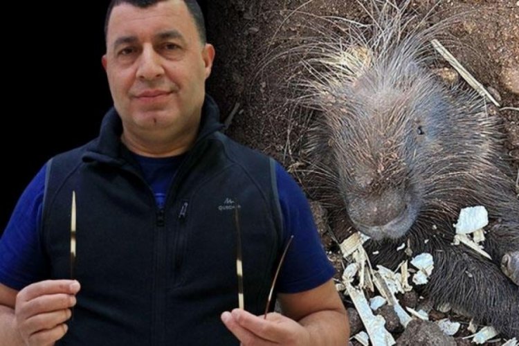 'Etinin ila&ccedil;' olduğuna inanılıyor oklu kirpi i&ccedil;in profes&ouml;rden uyarı